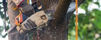 Best Tree Mulching  in Lavalette, WV