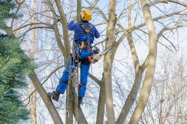 Seasonal Cleanup (Spring/Fall) in Lavalette, WV