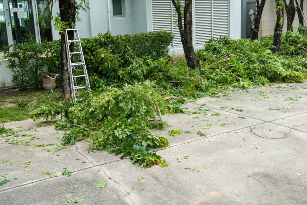 How Our Tree Care Process Works  in  Lavalette, WV