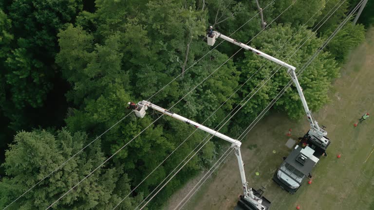 Professional Tree Services in Lavalette, WV